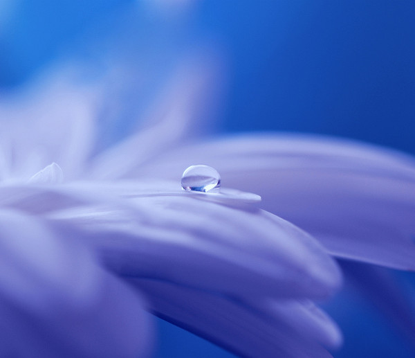 drop-of-water-drip-flower-plant-40752