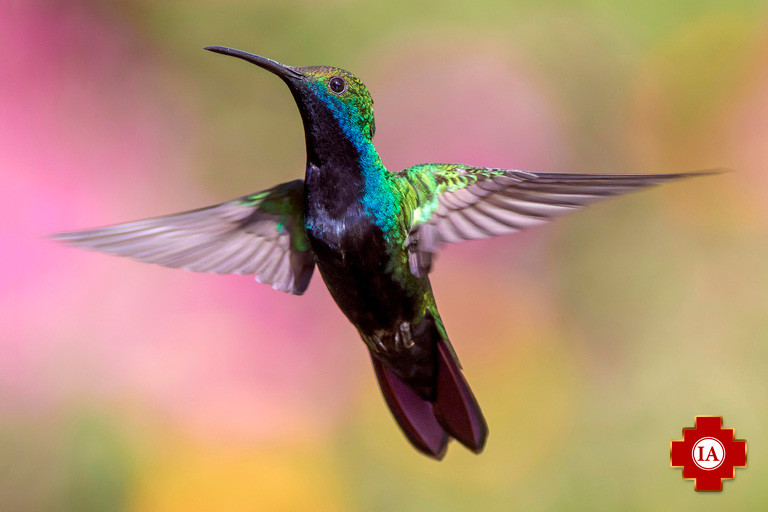 IA Colibri